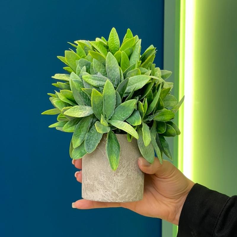 گل و گلدان اکالیپتوس