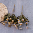 گل بابونه ریز ۵ شاخه وارداتی در سه رنگ