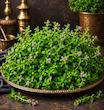 خالواش گلدار گیلان «ما۳تا»