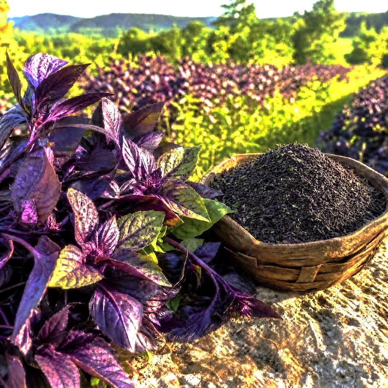 ریحان بنفش حاج‌حبیب، ریحان بنفش کازرون، ریحان خشک، ریحان خشک معطر، ریحان بنفش معطر، ریحان حاج‌حبیب، خرید ریحان خشک، ادویه ما۳تا، ما۳تا اصفهان، ادویه اصفهان، ادویه‌فروشی اصفهان، سبزی خشک، سبزی خشک معطر، خرید ادویه، ادویه ما۳تا اصفهان English Keywords  Purple Basil, Haji Habib Basil, Dried Purple Basil, Persian Basil, Kazerun Basil, Aromatic Basil, Dried Basil, Purple Basil Leaves, Basil Spice, Iranian Basil, Premium Basil, Fragrant Basil, Persian Spices, Advieh Ma3ta, Isfahan Spices