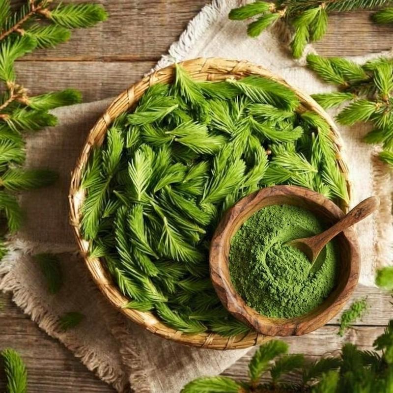 پودر جوانه‌های درخت نوئل، ادویه صنوبر، آنلاین شاپ ما۳تا، ادویه اسکاندیناوی، ادویه لیمویی جنگلی، چاشنی مرغ و ماهی، خرید ادویه نایاب، ادویه معطر چی بزنیم Spruce Tips Powder, Spruce Tip Seasoning, Spruce Tip Cordial Spice, European Forest Spice, Ma3ta Spices, Scandinavian Herbal Seasoning