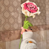 گل رز۳ رنگ زیبا 