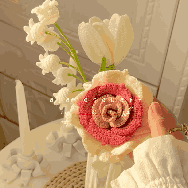 گل رز۳ رنگ زیبا 