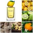عطر ادکلن دولچه اند گابانا لمون(لیمو) ادوتویلت مردانه-زنانه Dolce & Gabbana Lemon Unisex EDT