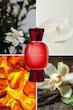عطر ادکلن بولگاری باچیامی-باچامی ادوپرفیوم زنانه Bvlgari Baciami for Women EDP