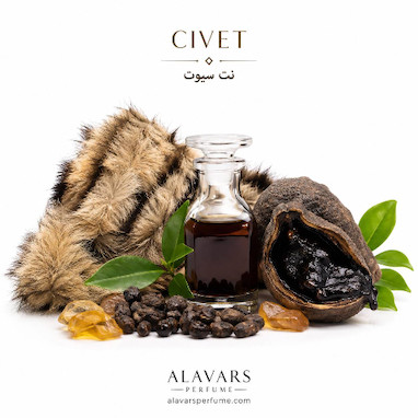 🐾 نت Civet در عطرسازی چیست؟ | راز رایحه حیوانی، تاریخچه، کاربرد و جذابیت سیوت در عطرهای لوکس