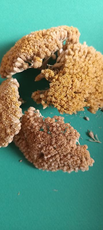 بومادران زرد