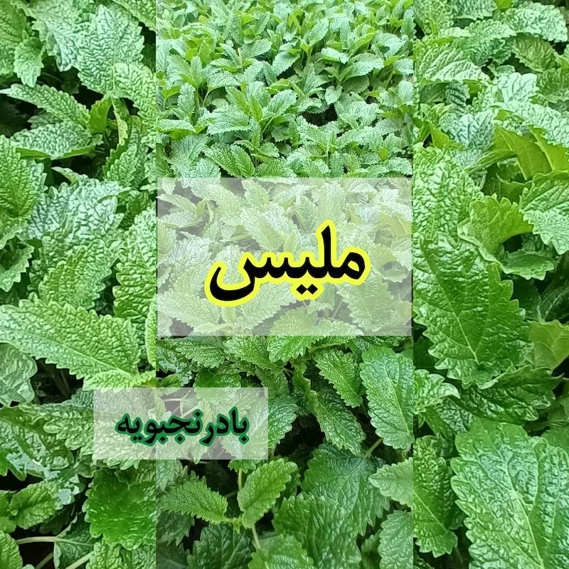 بادرنجبویه(ملیس)