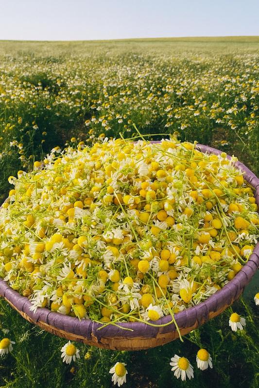 بابونه آلمانی 