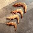 شاه میگو نژاد ببری سایز 11 الی 15 عدد ( ۱ کیلوگرم - 500 گرم پاک شده )
