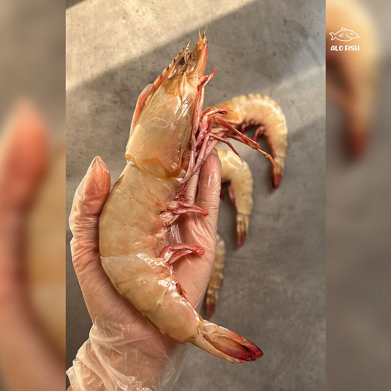 شاه میگو نژاد ببری سایز 10 عدد ( ۱ کیلوگرم - 500 گرم پاک شده )