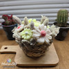 شمع باکس گل وکس ملت (کد 12)