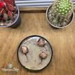شمع قوطی فلزی طرح غنچه رز (کد 44)