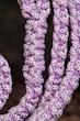 لیش پاراکورد Flor