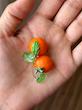 گوشواره نارنگی🍊