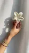 کلیپس پلومریا صدفی