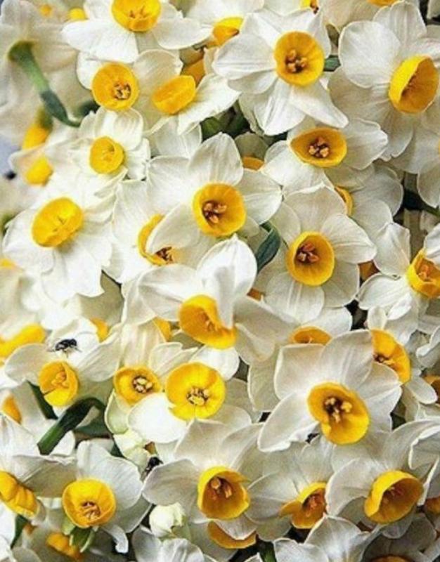 عطر گل نرگس Nargess flower perfume