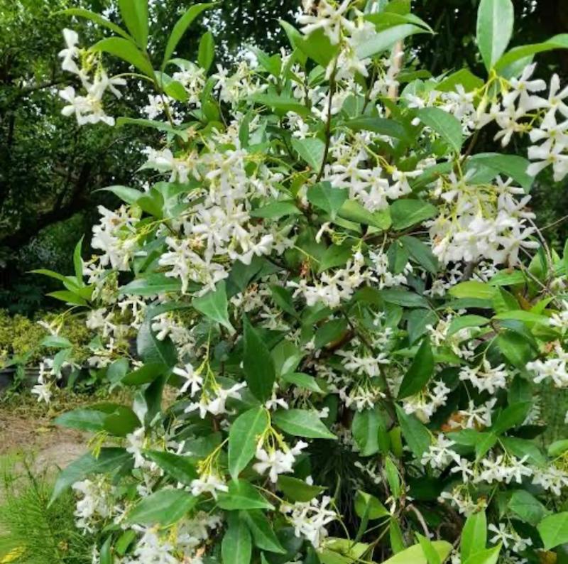 عطر ادکلن یاس رازقی ( jasmine sambac )