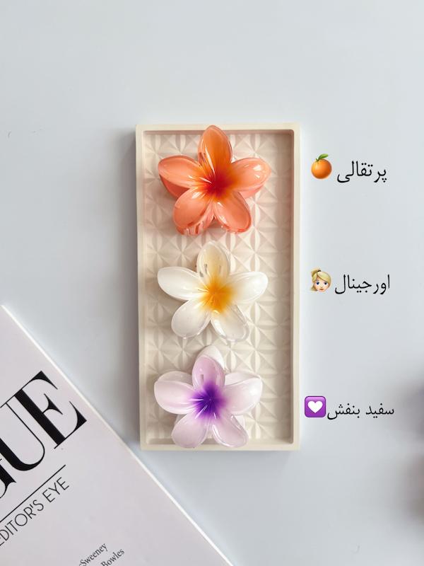پلومریا سایز بزرگ ۸ سانت