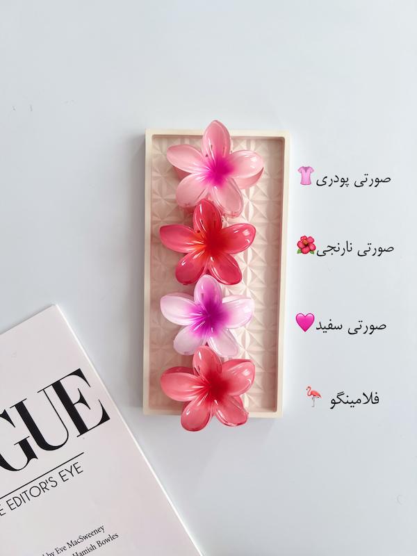 پلومریا سایز بزرگ ۸ سانت