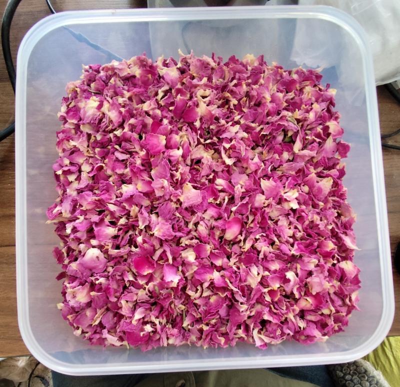 گل برگ گل محمدی(گل رز، گل سرخ) ۲۵ گرمی عطاری دیسکورید