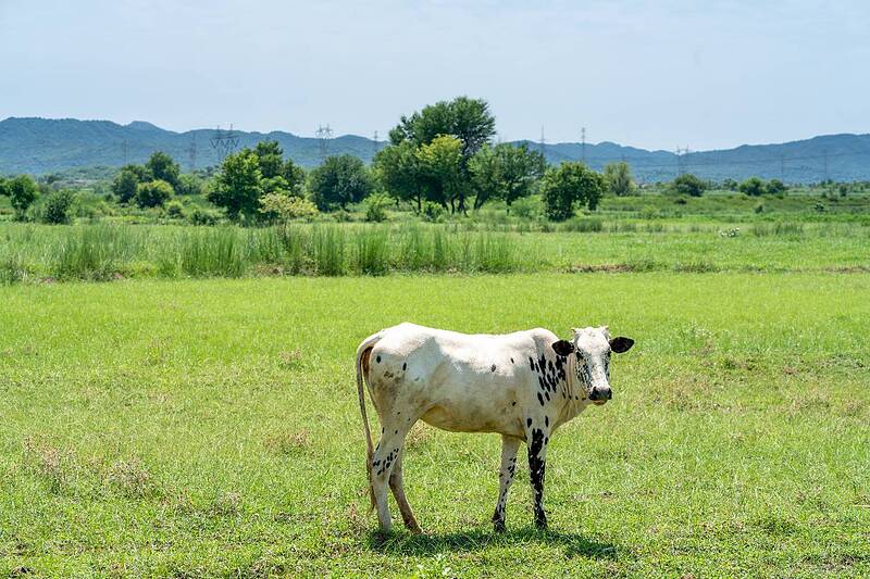 کنسانتره گاو شیری (کم شیر-کمتر از25لیتر)