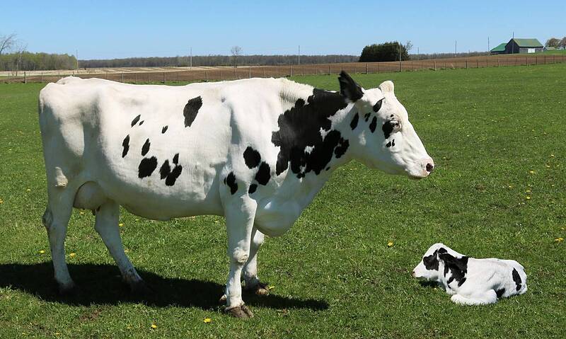 کنسانتره گاو شیری (پرشیر-30تا40لیتر)