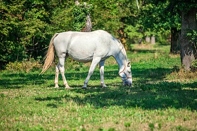 مادیان آبستن (زیر6ماه)