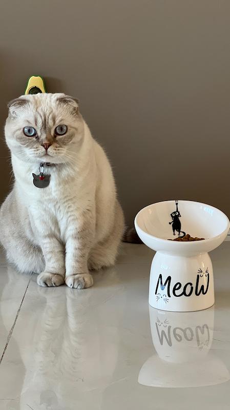 ظرف گربه کد ۱۴