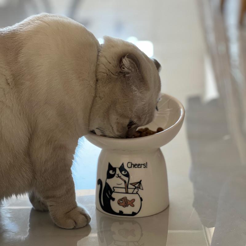 ظرف گربه کد ۱۵