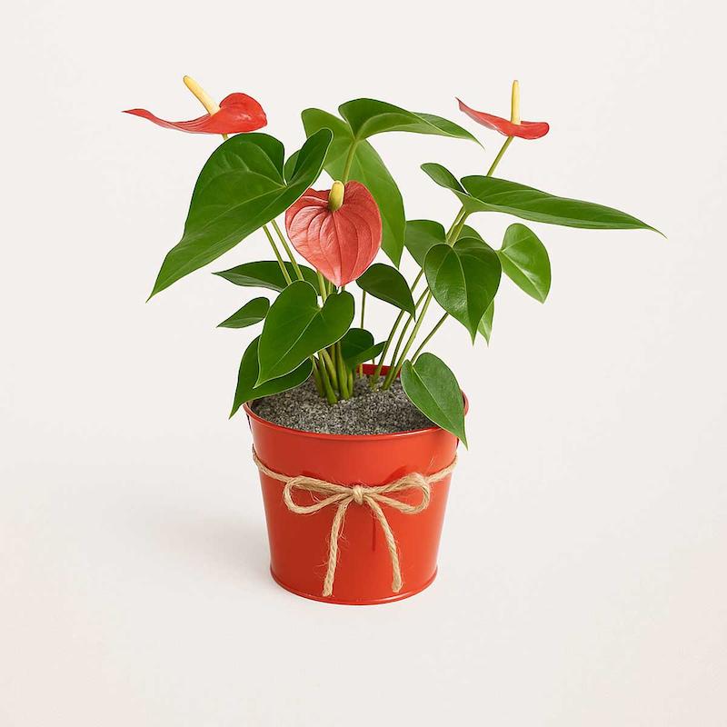 گیاه آنتوریوم قرمز کوچک با گلدان فلزی قرمز