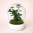 تراریوم بونسای جینسینگ با گلدان سفید (کاور شیشه ای)