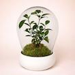 تراریوم بونسای جینسینگ با گلدان سفید (کاور شیشه ای)