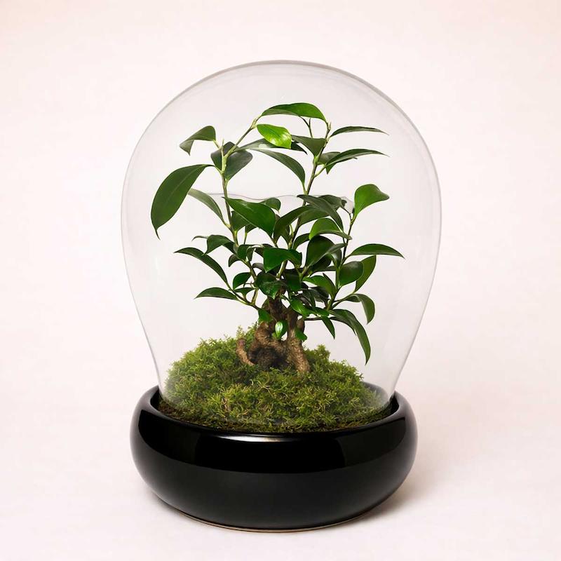 تراریوم بونسای جینسینگ با گلدان مشکی (کاور شیشه ای)