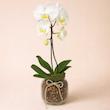ارکیده سفید زرد تک شاخه گلدان شیشه ای