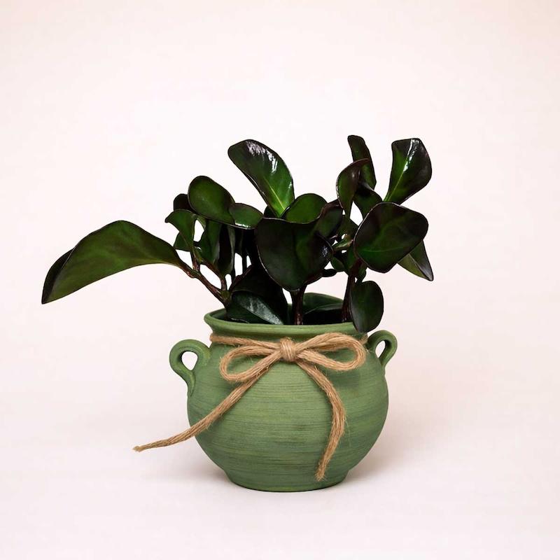 گیاه برگ قاشقی بلک