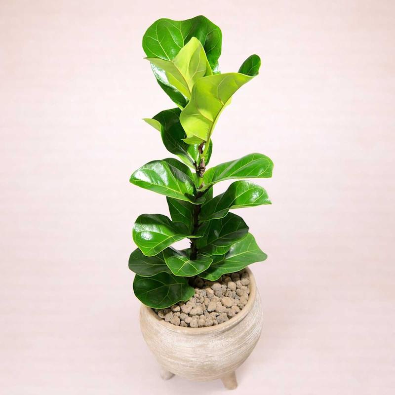 گیاه فیکوس لیراتا مینیاتوری گلدان پتینه سفالی