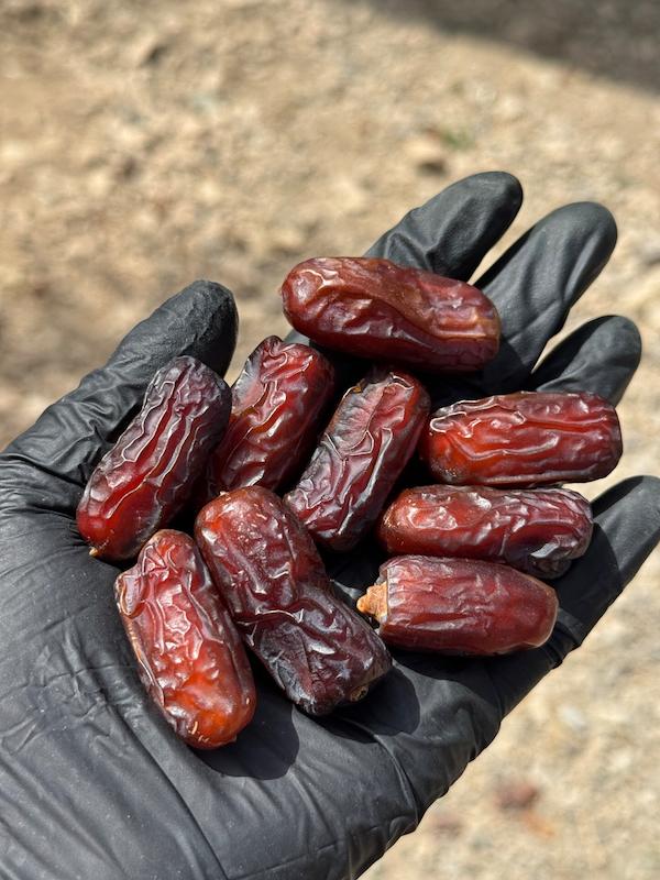 خرما پیارم صادراتی(لوکس)