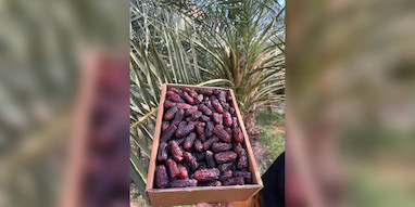 خرمای پیارم چیست؟ معرفی، خواص و خرید خرمای لوکس ایرانی
