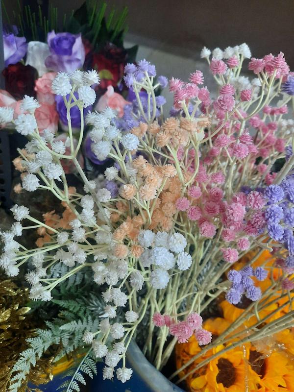 شکوفه عروس شاخه ای