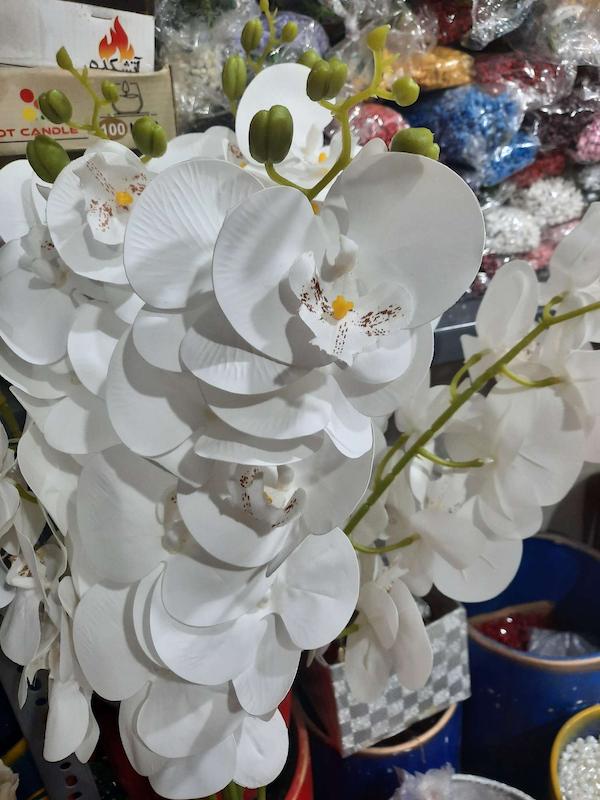 گل ارکیده