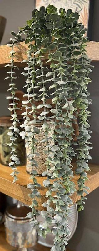 ریسه شمشاد یخی