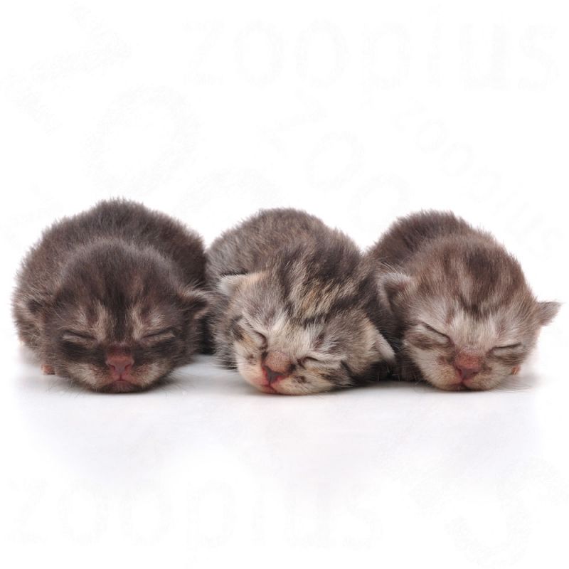شیر خشک گربه رویال کنین Babycat Milk وزن 300 گرم