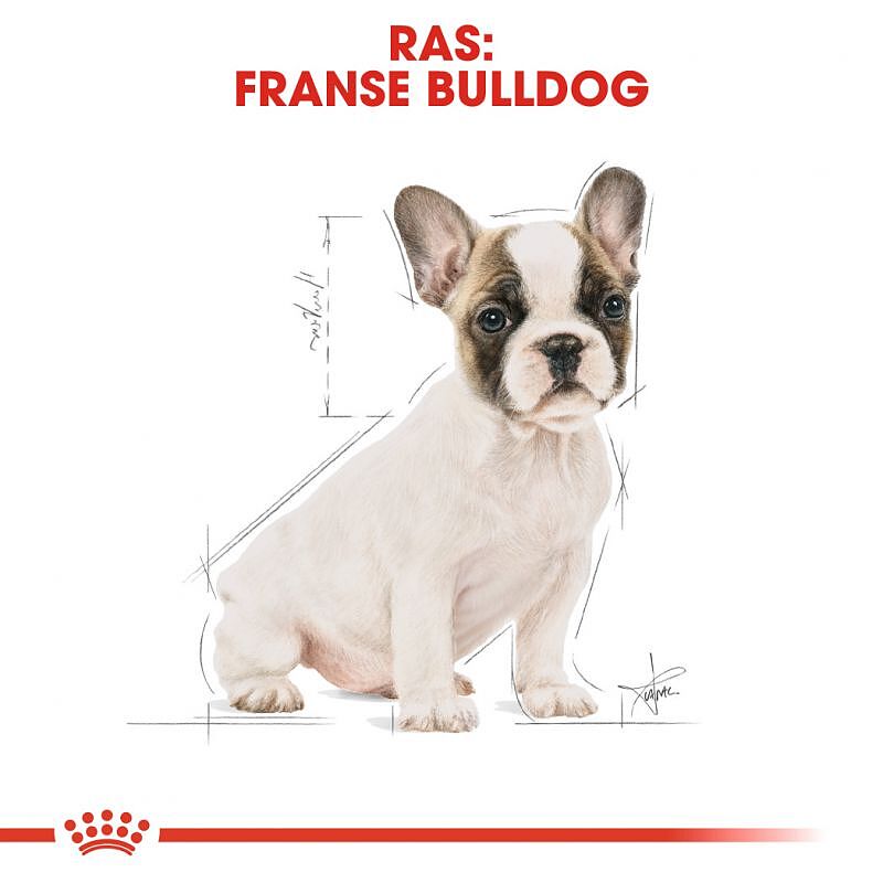 غذای خشک سگ رویال کنین مدل فرنچ بولداگ پاپی French Bulldog Puppy وزن 3 کیلوگرم