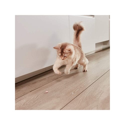 قرص بچه گربه جیم کت GimCat Kitten Tabs وزن 40 گرم