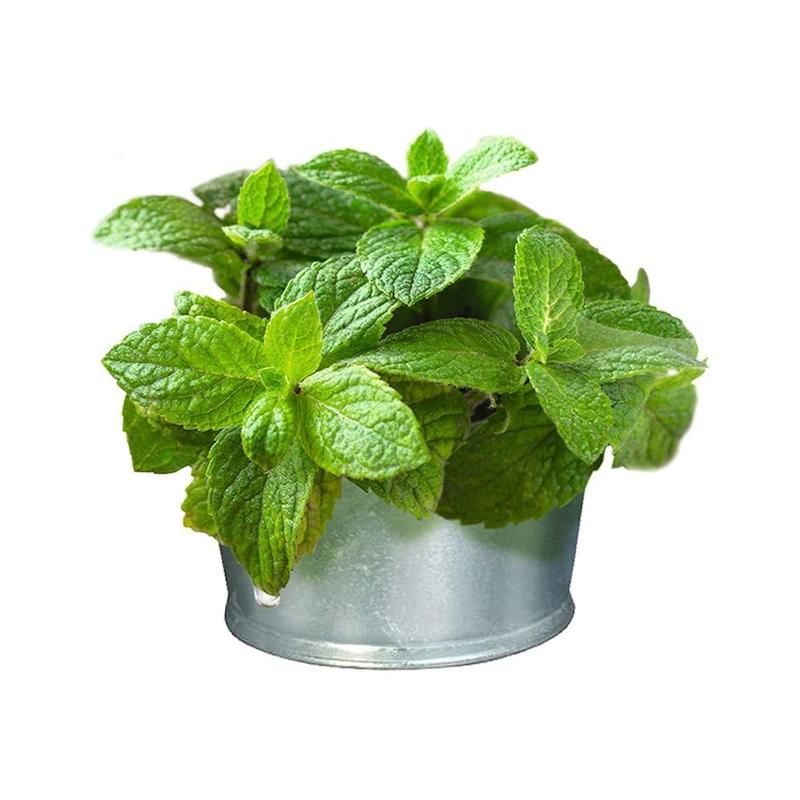 تشویقی نعنایی گربه جیم کت GimCat Mint Tips وزن 40 گرم