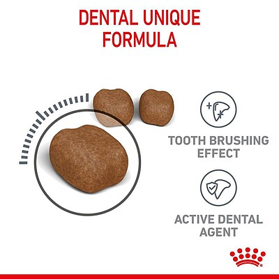 غذای خشک گربه رویال کنین royal canin مدل دنتال کر Dental Care وزن 8 کیلوگرم