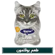 ووم،کاسه ای،گربه،وینستون،بوقلمون