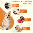 مکمل زردچوبه سگ اویمال Oimmal turmeric Curcumin حاوی 180 عدد قرص