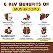 مکمل پودری ترکیب ویژه قارچ وحشی اویمال Oimmal Wild Mushroom Superblend مخصوص سگ و گربه وزن 120 گرم